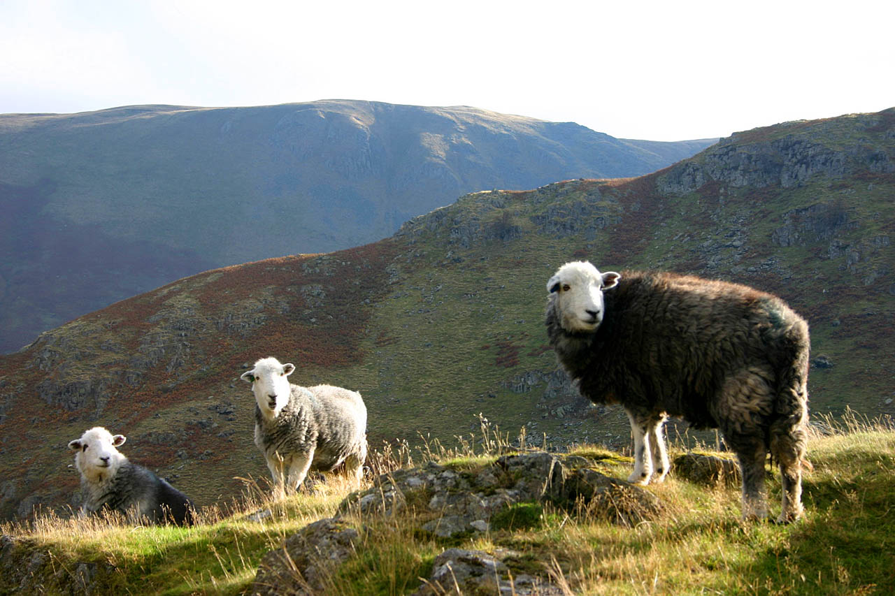 herdwick sheep image