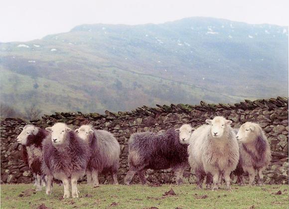 herdwick sheep manner